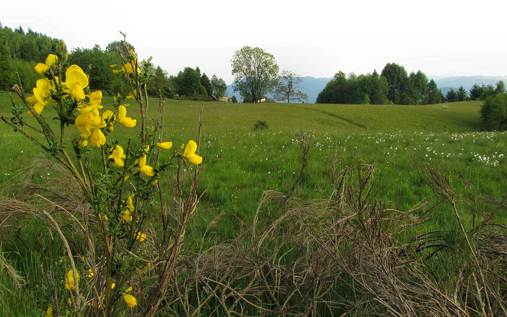 pascolo alpino